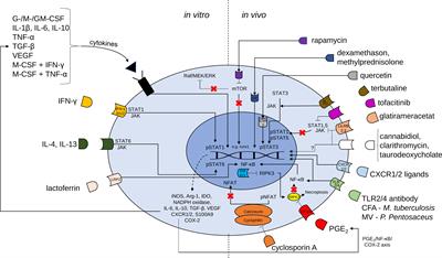 Pharmacological modulation of myeloid-derived suppressor cells to dampen inflammation